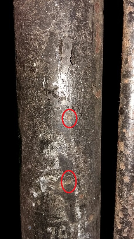 Gazelle transfer op balhoofd.jpg