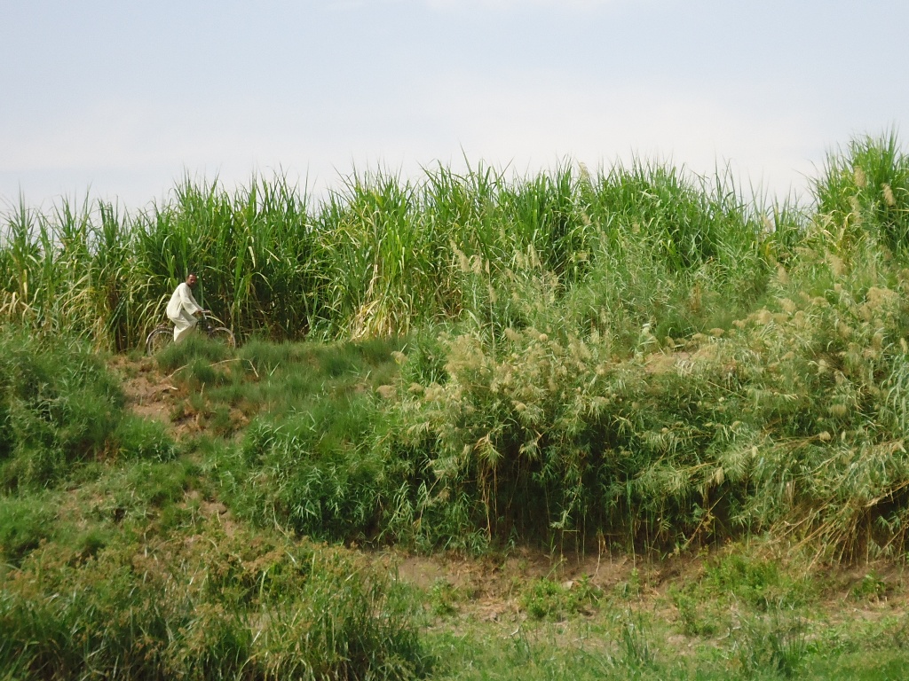 fietsende landbouwer op westbank.JPG