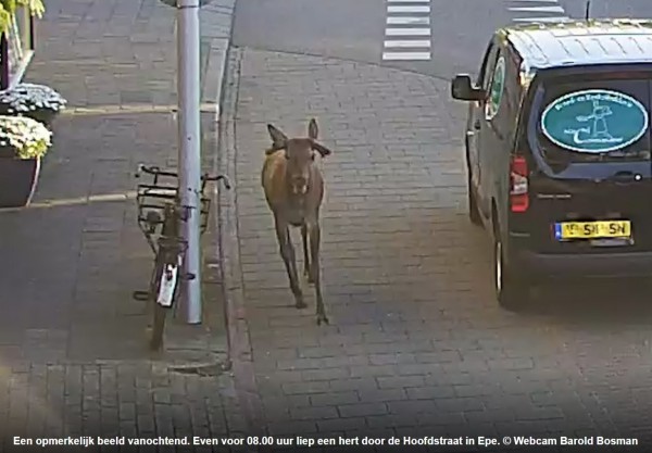 Transportfiets en hert in Epe.jpg