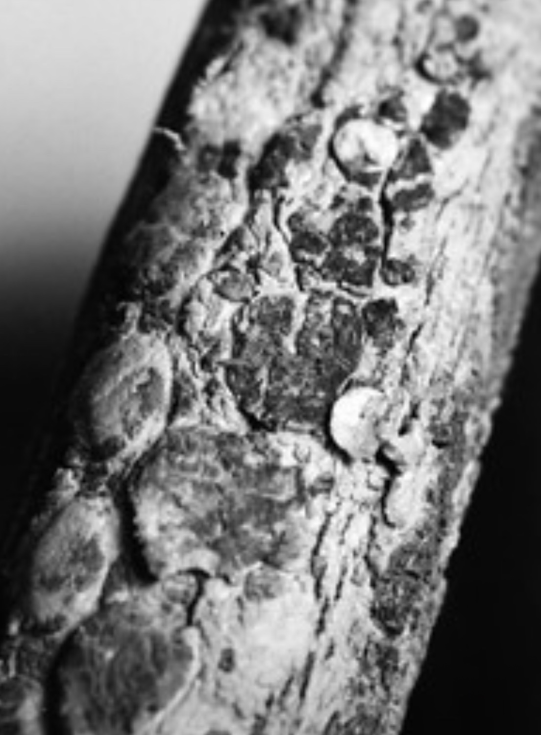 Vredestein transport extra zwaar