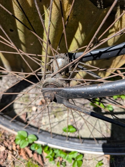 PXL_20250505_114246882 Medium.jpeg