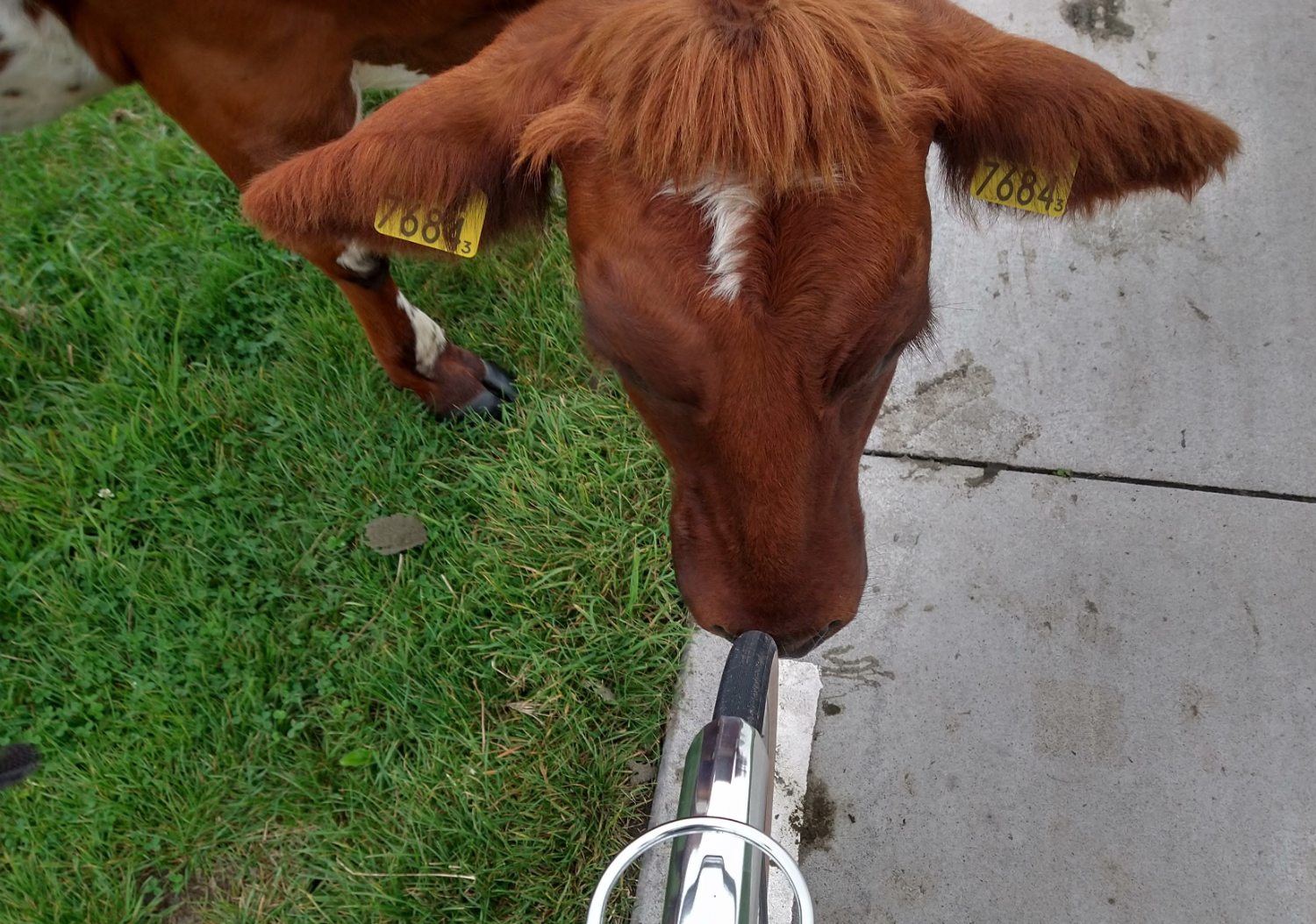 Grand Bois 30mm 2.jpg