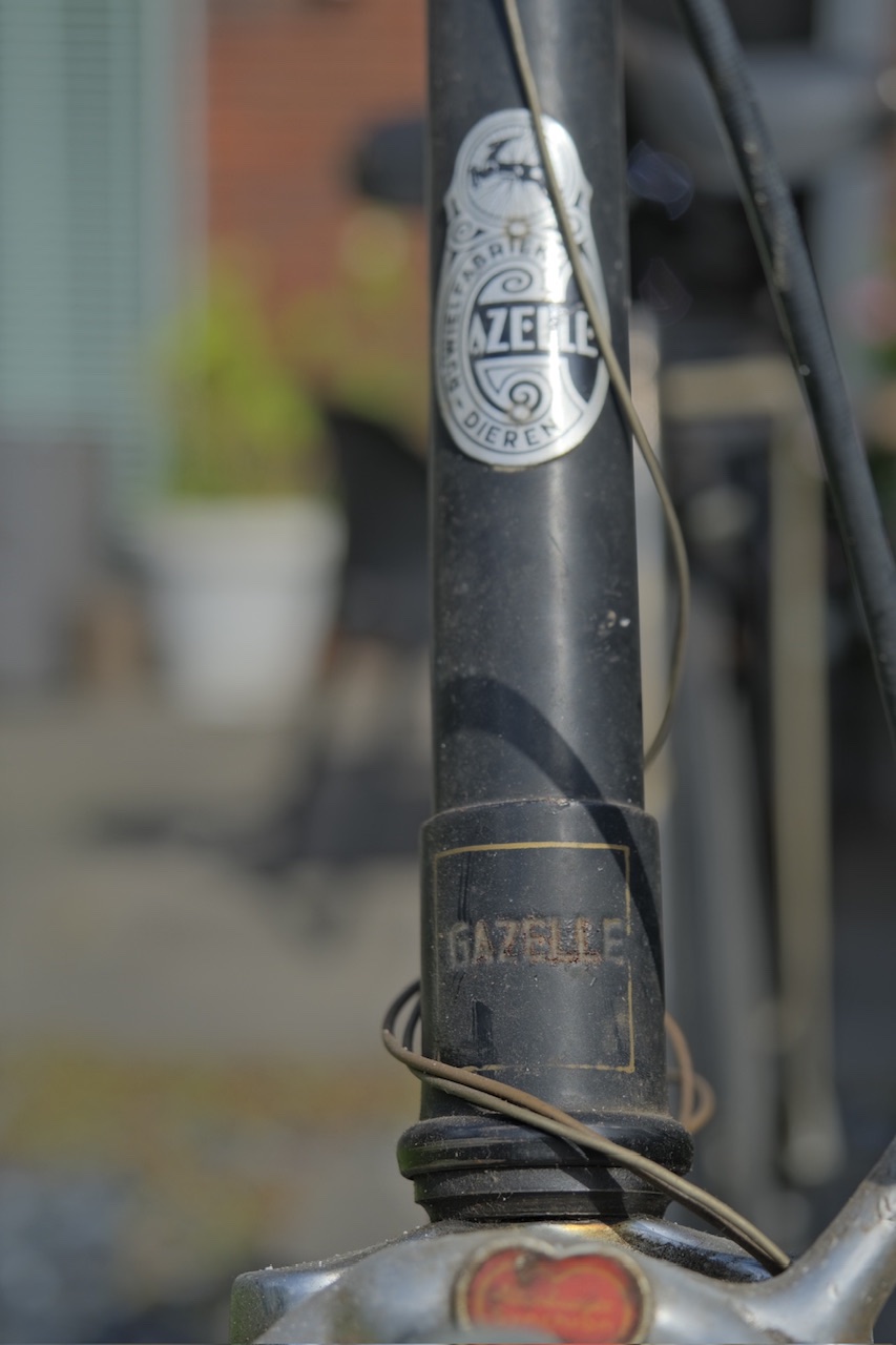 Gazelle tekst onderkant balhoofd