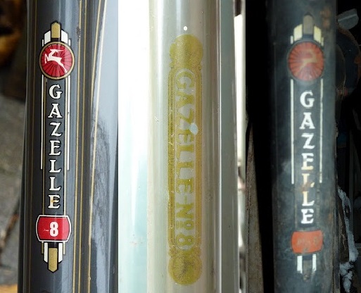 Gazelle transfer.jpg