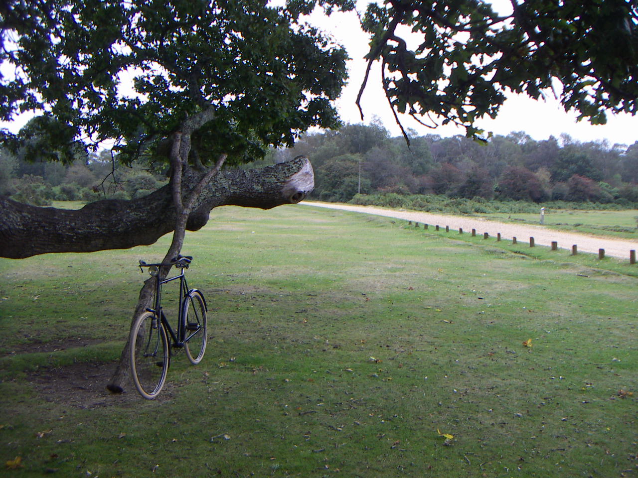 Simplex en dikke eik