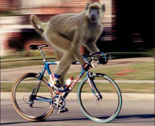 volharige fietser.jpg